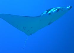 manihi atoll, the pass.
this guy took our breath away , ... by Laurence Hegarty 